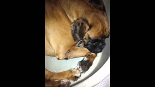 Boxer ronfleur  vidéo chien chien à sa mémère [upl. by Idurt535]