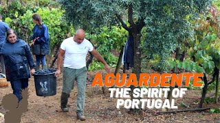 Aguardente The Spirit of Portugal  Aguardente artesanal [upl. by Neil]