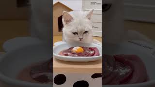 Asmr cat food  asmr sound  asmr EP22 asmr cat catfood cute cutecatsounds asmrsounds [upl. by Trip826]