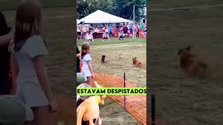 Esse é o cachorro MAIS INTELIGENTE do MUNDO curiosidades [upl. by Hyrup]