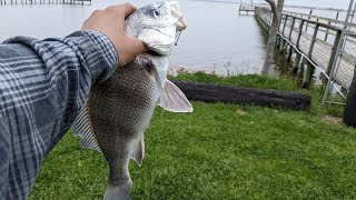 Fishing GALVESTON County for BLACK DRUM 4K MARCH 2024 [upl. by Nivrek203]