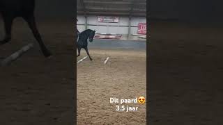 Balkjes training Top paard fries horse paarden equestrian friesiansporthorse paardrijden [upl. by Musser]