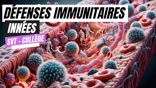 Les défenses immunitaires innées SVT Collège [upl. by Ayr]