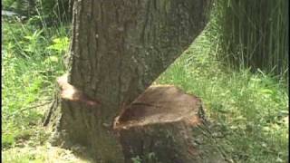 Cuttin Trees 1 Falling Compilation with Daniel Murphy [upl. by Shipman]