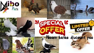 naam batao offer paaoexotic birdsexotic animalsmy mini zoofancy pegionbreeding farmcage breed [upl. by Ettelimay]