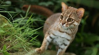 Rusty Spotted Cat [upl. by Narcissus]