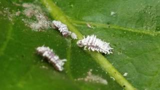 Cryptolaemus montrouzieri Larvae Consume Citrus Mealybug on Gerbera II [upl. by Ihcur]