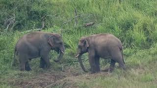 baby elephants play together [upl. by Laryssa]