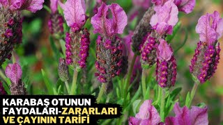 KARABAŞ OTUNUN MUCİZEVİ FAYDALARI  Karabaş Otu Çayı Nasıl Yapılır  Karabaş Otunun Faydaları [upl. by Yajiv]