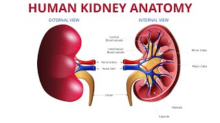 Free PowerPoint Slide on Human Kidney Anatomy  Anatomy of Kidney  Free download [upl. by Goto958]