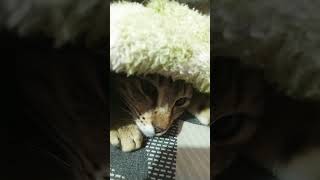 Wagging tails catlovers cute shortsvideoviral cat cutenessworld ytshorts ASA [upl. by Lauer]