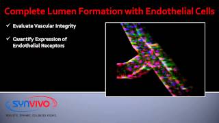 Complete Lumen Formation with Endothelial Cells [upl. by Ojillek145]