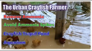 How to Remove Ammonia Build Up and Avoid Ammonia Spikes on Our Crayfish Aquariums and Trapal Ponds [upl. by Gulgee]