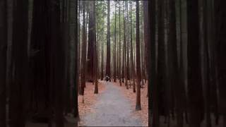 RED WOOD TREEWALK NEWZEALAND RED WOOD ESTATE FOREST TREES [upl. by Miru]