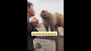 هات بوسة give me a kiss 💋😂monkey funny مصر العراق السعودية اكسبلور india southkorea japan [upl. by Santana]