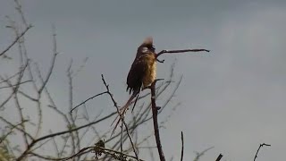 Speckled mousebird Colius striatus at African River Wildlife  mpalaliveorg  exploreorg [upl. by Enilec]