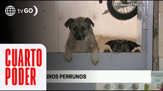 Cuarto Poder Albergue de perros en Chorrillos requiere ayuda [upl. by Howarth681]