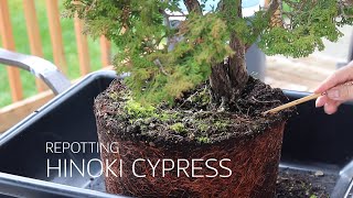 Hinoki Cypress Bonsai Repot [upl. by Yendahc]