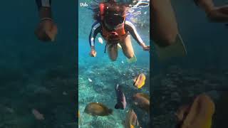 Kranti Snorkeling Nusa penida island Bali [upl. by Aicsila708]