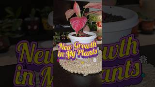 New Growth in my Indoor Plants indoorplants shorts ytshortsvideo gardeningtips shortsfeed [upl. by Frymire]