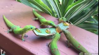 Geckos With Yoshi Sounds [upl. by Simonetta]