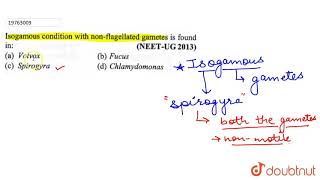 Isogamous condition whit nonflagellated gametes is found in [upl. by Mcnally]