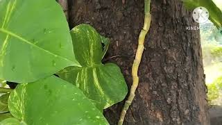 5 big leaves plants that gives lush green look indoorplants gardening [upl. by Ilyk140]