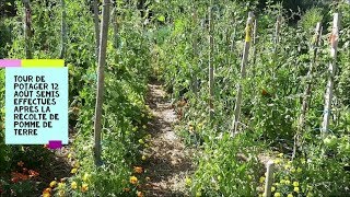 Tour de potager 12 Août Semis effectués après la récolte de pomme de terre [upl. by De Witt121]