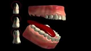 Tooth Furcation Bifurcation Trifurkation [upl. by Petit]