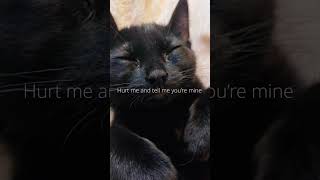 Black cats part 5🤩🤩🤩🤩 cats blackcat music cute blackcats original cat kitten musictrend [upl. by Hardie988]