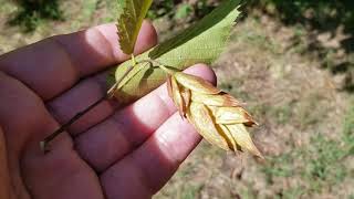 ID That Tree Eastern Hop Hornbeam [upl. by Oicirtap]