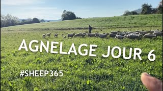 NOUVELLES de l’agnelage 630 [upl. by Normandy]