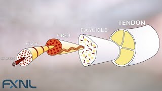 Tendinitis Tendinosis Tendinopathy Exercise is the best medicine for tendon pain [upl. by Changaris]