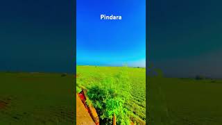 Pindara view ⚡️ song music gamdu gujratisong gujratistatus trending subscribe [upl. by Ynafit]