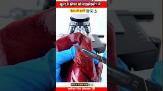 Pork liver सूअर का जिगर undar the microscope view facts shortvideo shorts short shortsvideo [upl. by Nassi665]