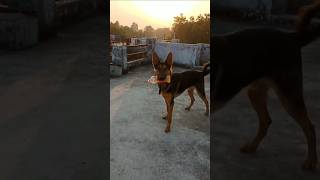 Coco kidhar hai germanshepherd doglover knowledge trendingshorts shorts [upl. by Nav]