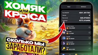 Hamster Kombat раздал дроп Какая цена монеты HMSTR и сколько каждый смог заработать [upl. by Ellirpa]