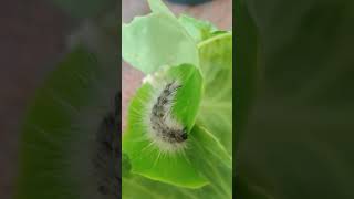 Caterpillar with fuzzy hairdo feasting on a leaf [upl. by Ecnarolf]