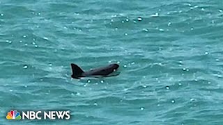 Mexico’s endangered vaquita porpoises are holding on in the Gulf of California [upl. by Bertina]