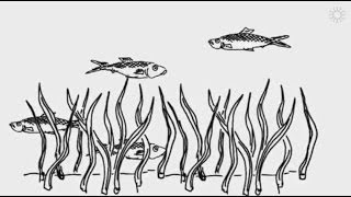 Demystifying ocean acidification and biodiversity impacts [upl. by Attiuqahs]