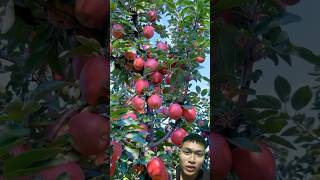 Harvesting apple trees with lots of fruit sonasmr [upl. by Eissej]