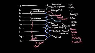 Lumbosacral Plexus Drawing and Spinal Segments [upl. by Kcirederf]