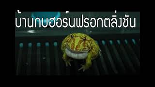 The sounds of male pacman frog mating call nonstop 15 Hour for breeding [upl. by Dorsman]