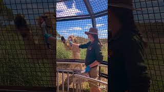 The ‘Lion 360’ experience at Monarto safari park 🇦🇺 [upl. by Linkoski74]