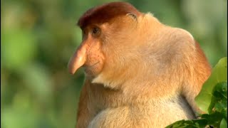 Natures Oddest Looking Animals  Top 5  BBC Earth [upl. by Walcoff]