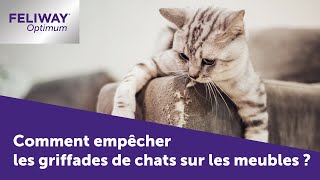 Comment empêcher les griffades de chat sur le mobilier [upl. by Killion]