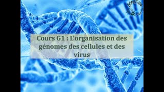 Cours G1  Lorganisation des génomes des cellules et des virus [upl. by Anaimad]