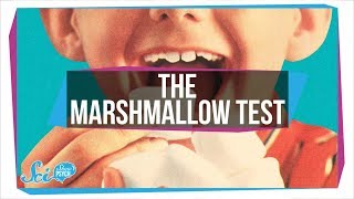 How The Famous quotMarshmallow Testquot Got Willpower Wrong [upl. by Svirad]