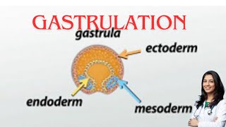 Gastrulation germ layer subOBG explanation by chandni maam [upl. by Novyar]