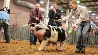 American Royal 2023  Jr Market Preview [upl. by Madison]